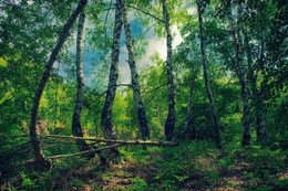 Birch forest 