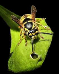 bee 