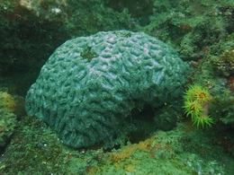 Coral Cérebro 