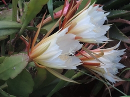 ECHINOPSIS SPACHIANA 