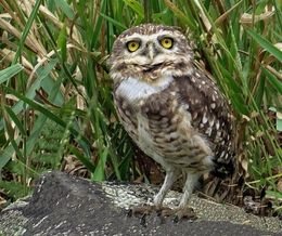 A menor do mundo  (Athene cunicularia) 