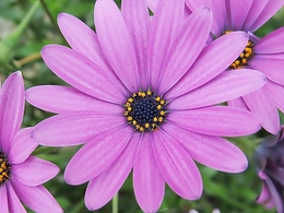 NÃO ME TRAGA FLORES___ 