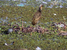 Carão (Aramus guarauna) 