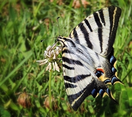  Papilio machaon  