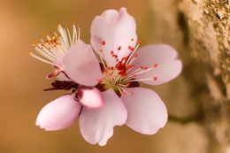 Pink blossom 