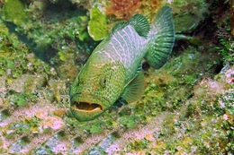 Caranha (Lutjanus cyanopterus) 