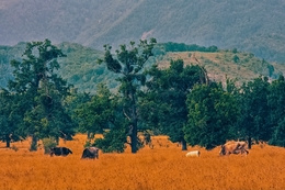 Cows 