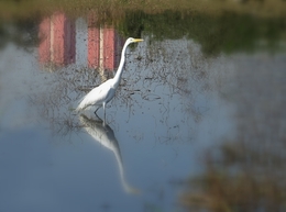 Reflections 