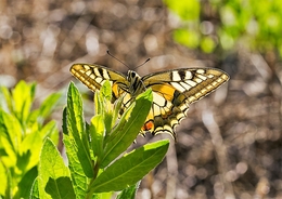 PAPILIO MACHAON 