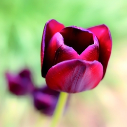 Tulip 