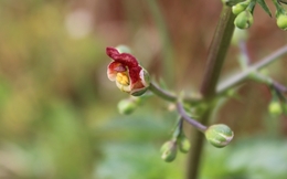 Flor Silvestre 