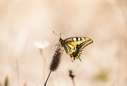 PAPILIO MACHAON 