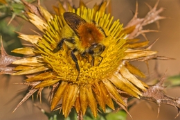 A abelha no cardo 