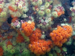 Coral-sol 