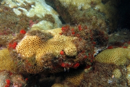 Coral (  Porites pauloensis ) 