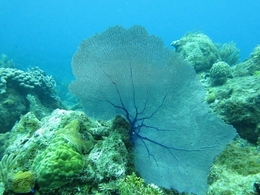 Coral Gorgônia 