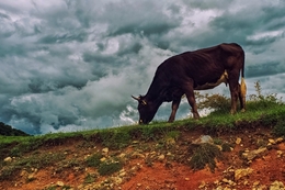 Cow and clouds 