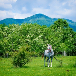 White horse 