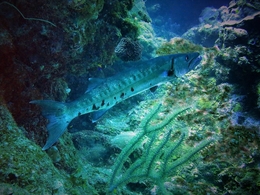 Barracuda ( mergulho noturno) 