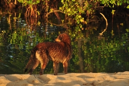 cão de praia 