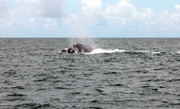 Baleia Jubarte 