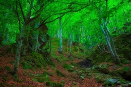 Summer mountain forest 