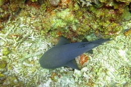 Tubarão lixa ( Ginglymostoma cirratum ) 
