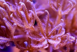 Coral Anthelia sp 