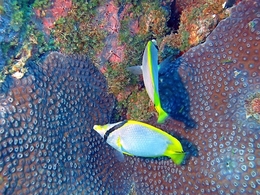 Borboletas subaquáticas (Chaetodon ocellatus) 