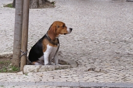 Á espera do dono 