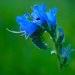 Blue summer flower 