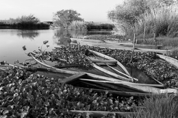 Barcos e nenufares 