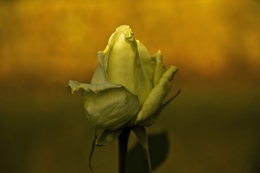 yellow rose 