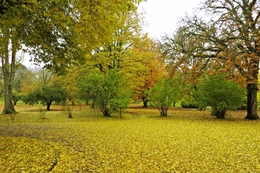 A carpete amarela do outono 
