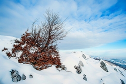 Winter landscape 