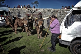 Na feira do gado - Chaves 