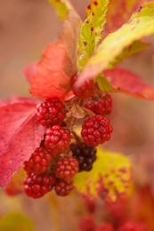 Red fruits 