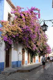 Cores e flores em Óbidos 