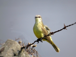 Suiriri-cavaleiro ( Machetornis rixosa ) 