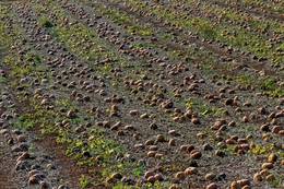 Cultivo de abóboras no Oeste. 