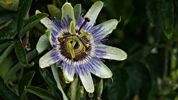 Flor de Maracujá 