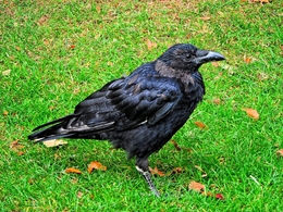 Um corvo londrino 
