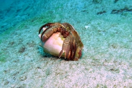 Hermit crab 