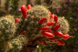 cactus in red 