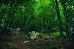 Hiking in the mountain forest 