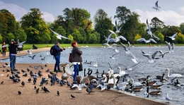 The Round Pond  