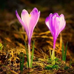 Spring wild flowers 