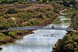 Umas migalhas para os patinhos 