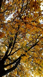 Fall  