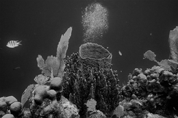 Coral ou esponja barril (Xestospongia muta) 